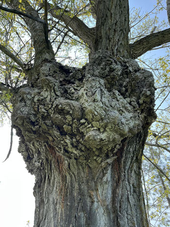 Photo of a tree with a resemblance to the face of Christ as He hung on the cross - Photo copyright Norma Budden 2023