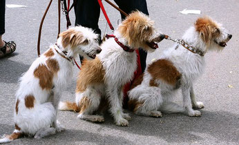 trois petits chiens marrons et blancs assis en bout de laisse par coach canin 16 éducateur canin en charente