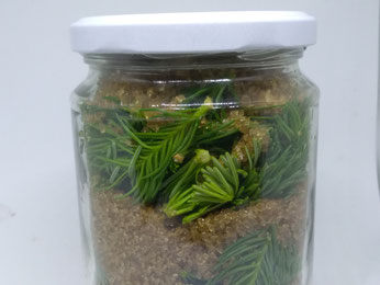 Ansetzen von Maiwipferlsirup
