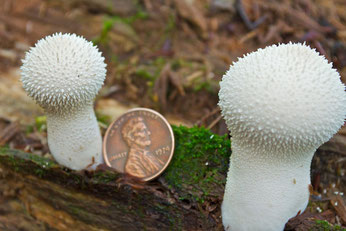 A young Gem-studded or Common Puffball (Lycoperdon perlatum) in the woods of Distant Hill Gardens in Walpole, New Hampshire.