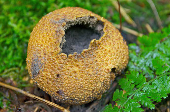 A mature Gem-studded or Common Puffball (Lycoperdon perlatum) in the woods of Distant Hill Gardens in Walpole, New Hampshire.