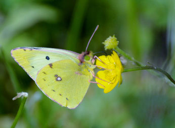 Schmetterlinge, wie die Goldene Acht, sind Blütenbestäuber und ein wichtiger Teil der Nahrungskette. Foto: NABU/Erich Hans-Dieter Knopf