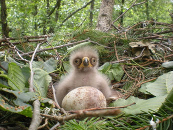 Ein junger Schreiadler im Horst. In der Regel wird bei diesen Greifvögeln nur ein Jungvogel flügge.  Foto: Frank Koschewski