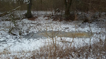 Amphibiengewässer im Winter. Foto: René Sievert