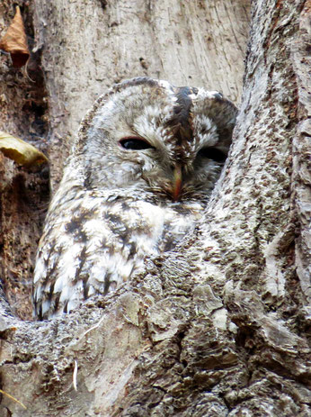 Ein Waldkauz zeigte sich am traditionenllen Tageseinstand. Mindestens 2 Jungvögel haben wir in diesem Jahr im Park beobachtet.