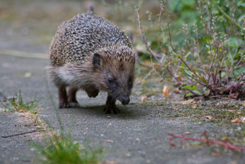 Der Igel gehört zu den Wildtieren in der Stadt. Damit er sich wohlfühlt, sind naturnahe giftfreie Park- und Gartenanlagen nötig. Foto: NABU/Christine Kuchem