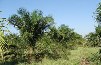 Wo früher Regenwald wuchs, erstrecken sich heute industriell bewirtschaftete kilometerlange Ölpalmenplantagen. Wertvolle Lebensräume werden für die Palmölproduktion zerstört. Foto: sarangib