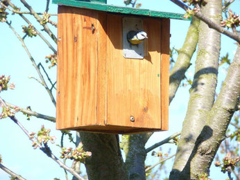 Eine Wohnung für Familie Blaumeise. Foto: NABU Leipzig