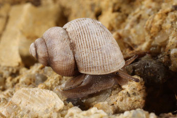 Die Schöne Landdeckelschnecke, Weichtier des Jahres 2017. Foto: Haus der Natur - Cismar