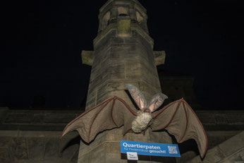 Eine riesige Fledermaus zog hinter dem Kolumbarium die Aufmerksamkeit auf sich. Foto: Ludo Van den Bogaert