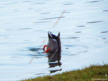 Ente kopfüber im Wasser