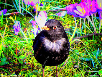 Psychedelische Amsel