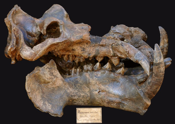 Bildquelle: Senckenberg
