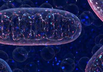 Mitochondrien