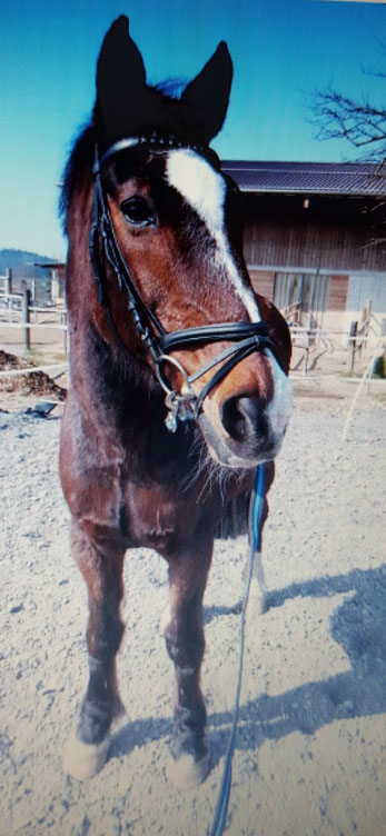 Galway, Irisches Sportpferd (RIP)