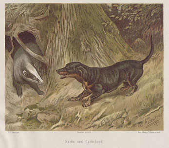 Chromolithographie aus der Serie „Jagdbare Thiere“ von Carl Friedrich Deiker Dachs und Dachshund – ca. 1875