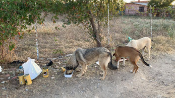 Projekt Streetdogs