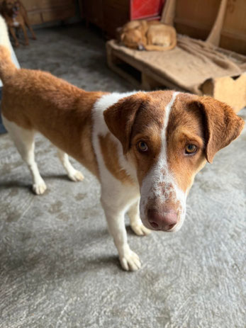 Milo (m) - Zenia