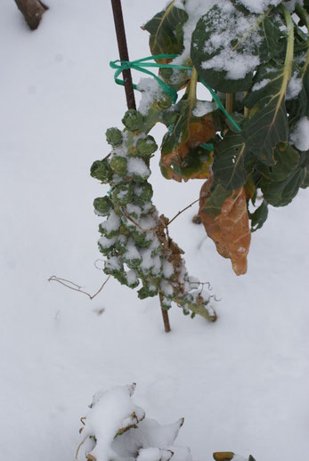 Kohlsprossen im Schnee