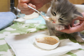 ノルウェージャンフォレスト子猫