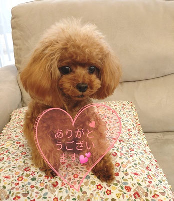 アニマルヒーリング,アニマルコミュニケーション,盛岡保護犬,アニマルコミュニケーター