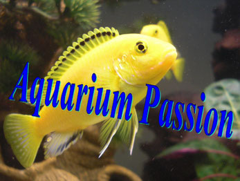 aquarium passion