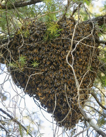 Essaim d'abeilles Les Ruchers de Bastien