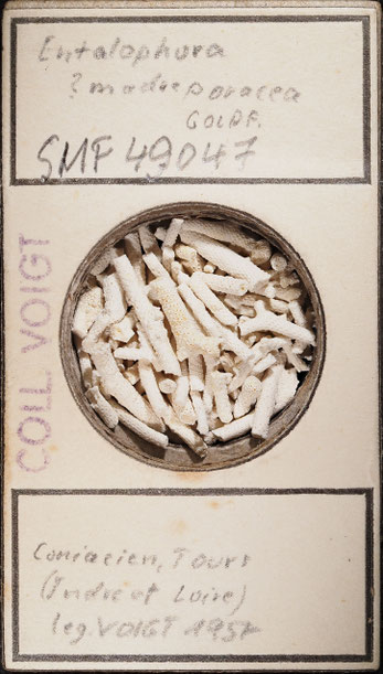Senckenberg, Bryozoa, Bryozoen, Moostierchen, Sammlung Voigt