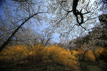 競宴 　最明寺史跡公園 （全紙）