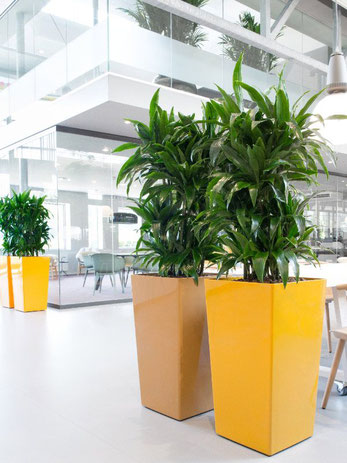 location de plantes pour bureaux à Paris