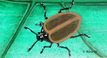 dessin de scarabée insecte guadeloupe