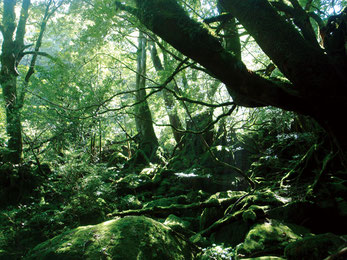 白谷雲水峡イメージ 写真提供：屋久島観光協会