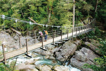 ヤクスギランドイメージ 写真提供：屋久島観光協会