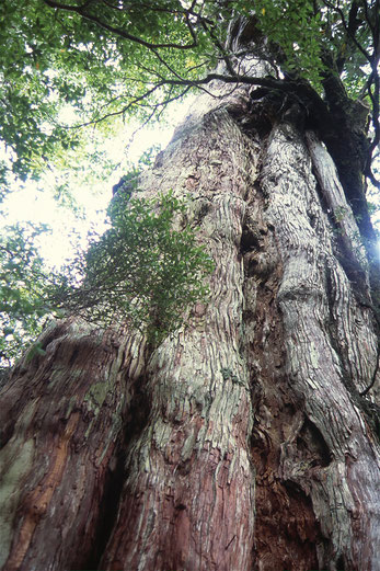 紀元杉イメージ 写真提供：屋久島観光協会