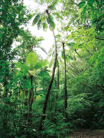 金作原イメージ 写真提供：(一社)奄美群島観光物産協会