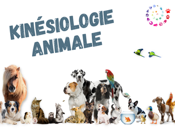 Kinésiologie animale Bordeaux, peggy Meunier bordeaux