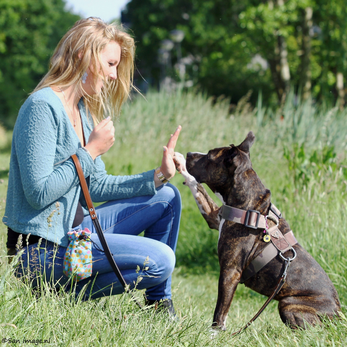Mobile Hundeschule - Hundetraining in Bad Kissingen und Bad Bocklet