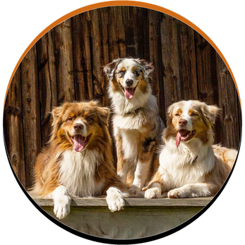 Beratung vor dem Kauf - Bild zeigt drei Hunde