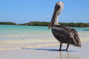 Plage paradisiaque à l'accueil surprenant !