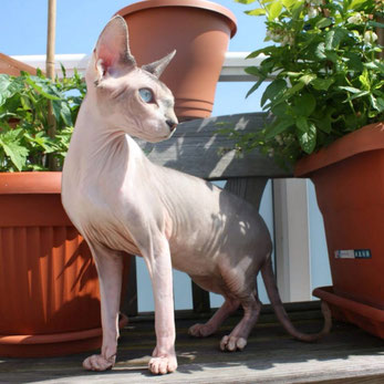 Nacktkatze Sphynx