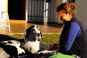 Sinnvoll ist Chiropraxis bei  Doggen , da sie so  schnell wachsen .