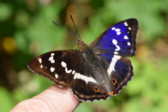 Schillerfalter mit einem blauem und braunem Flügel 