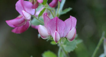 Une fleur du nom de mélinet glabre, pouvant être observée dans la forêt de Comus / Photo Gabriel Coirié.
