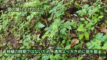 移植時期ではないので大きめに苗を掘る