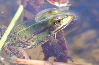 Foto: Anita Siegmund