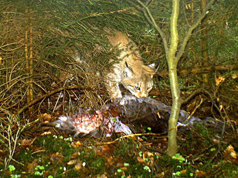 Der Luchs beim Fressen (Foto: Pott-Dörfer/Dörfer)