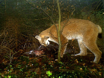 Der Luchs ist auffällig wenig gemustert (Foto: Pott-Dörfer/Dörfer)