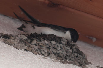 Mehlschwalbe beim Nestbau