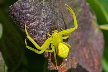 A Goldenrod Crab Spider in its bright yellow color phase.