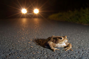 Erdkröte vor Auto